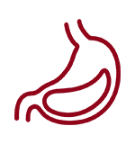 Stomach